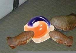 Image result for Isopod Meme