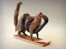Image result for Snake Mongoose Funny Cars