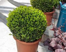 Image result for Best Plants for Patio Pots