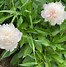 Image result for Paeonia lactiflora Alertie