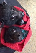 Image result for Cute Bat On a Branch