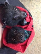 Image result for Cute Bat Babies
