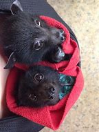 Image result for Cutest Bat Species