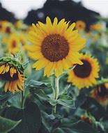 Image result for Sunflower and Cactus Wallpaper