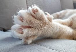 Image result for Cat Showing Claws