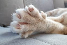 Image result for Cat Paw Claws