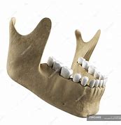 Image result for Human Jawbone