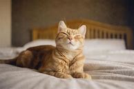 Image result for Signs a Cat Is Happy