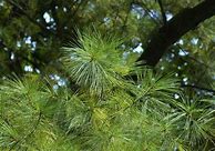 Image result for Pinus strobus Cyrus