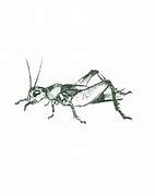Image result for Crickets Chirping Night Wallpaper