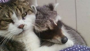 Image result for Raccoon and Cat