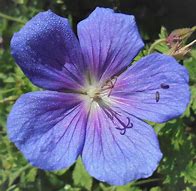 Image result for Geranium himalayense Baby Blue