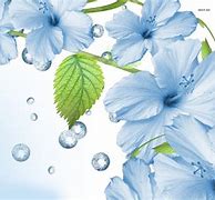 Image result for Light Blue Floral Wallpaper