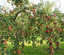 Image result for Full Size Apple Tree