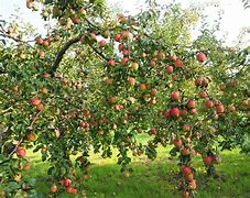 Image result for Large Apple Tree