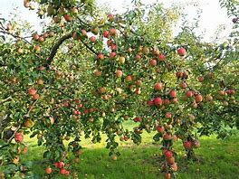Image result for Laden Apple Tree