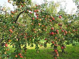 Image result for Apple Tree Laden