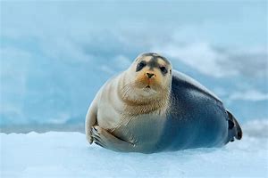 Image result for Unflattering Seal