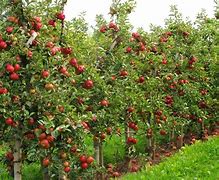 Image result for Apple Trees for Small Gardens