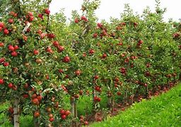 Image result for Types of Dwarf Apple Trees