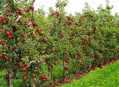 Image result for Mini Dwarf Apple Trees