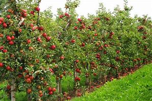 Image result for dwarf lodi apples trees