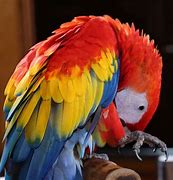 Image result for Beautiful Tropical Birds