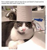 Image result for Dank Cat Memes