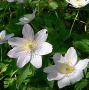 Bildergebnis für Anemone nemorosa Robinsoniana 2J