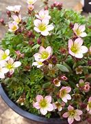 Image result for Saxifraga x polyanglica Love Me