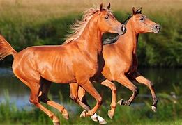 Image result for Arabian Horse Breed