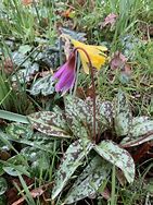 Image result for Erythronium dens-canis