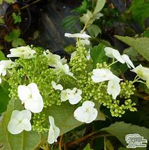 Image result for Hydrangea quercifolia Ice Crystal