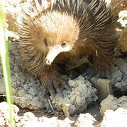 Image result for Echidna Tail