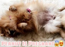 Image result for Pregnant Pomeranian