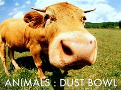 Image result for Dust Bowl Animals