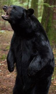 Image result for Black Bear Scary