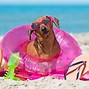 Image result for Beach Dog Fun