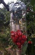 Image result for Cherry Fruit Picker