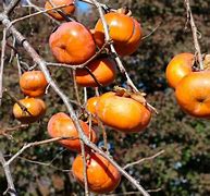 Image result for Ornamental Fruit Trees