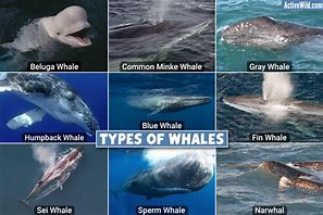 Image result for Different Types of Whales