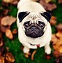 Image result for Pug Aesthetic