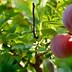 Image result for Apple Pear Fruit Tree