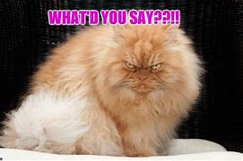 Image result for Grumpy Cat Meme Angry