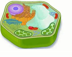 Image result for Moving Organelle GIF