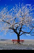 Image result for Autumn Cherry Tree during Winter