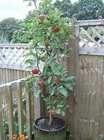 Image result for Apple's Grow On Trees