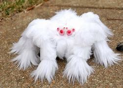 Image result for Rare Albino Animals Baby