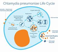 Image result for Chlamydia Diagram