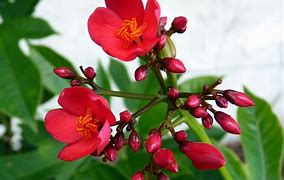 Image result for Red Flowering Plants